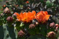 Opuntia megapotamica