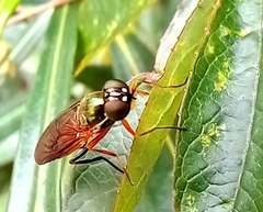 Sarginae