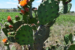Opuntia megapotamica