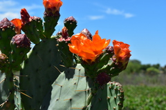 Opuntia megapotamica
