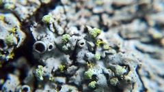 Phaeophyscia pusilloides