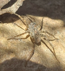 Pardosa lapidicina