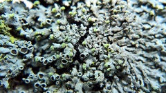 Phaeophyscia pusilloides