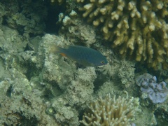 Plectroglyphidodon gascoynei