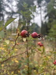 Rosa nutkana