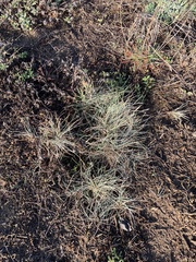Festuca