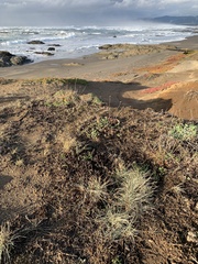 Festuca