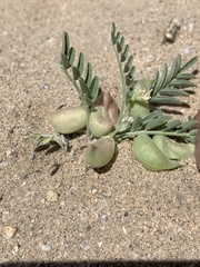 Astragalus geyeri geyeri