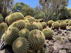 Kroenleinia grusonii