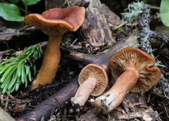 Lactarius badiosanguineus