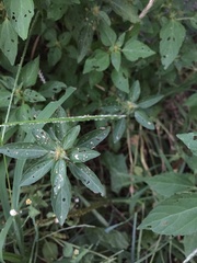 Acalypha virginica