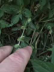 Acalypha virginica