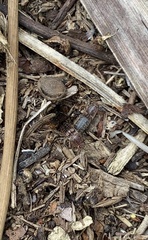 Monocrepidius submarmoratus