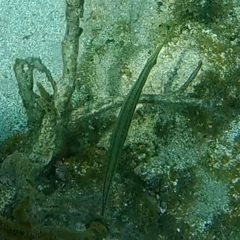 Aulostomus maculatus