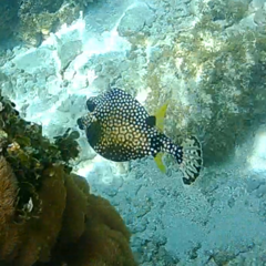 Lactophrys triqueter