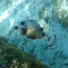 Lactophrys triqueter