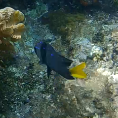 Microspathodon chrysurus