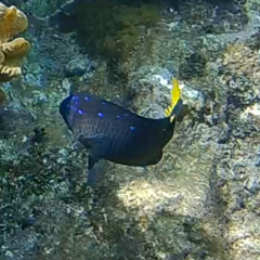 Microspathodon chrysurus