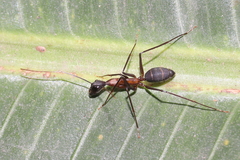 Camponotus lespesii