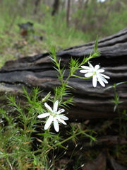 Stellaria pungens