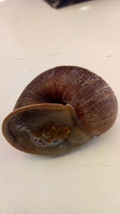 Plekocheilus gibbonius