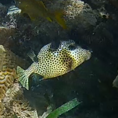 Lactophrys bicaudalis