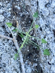 Pleurocoronis pluriseta