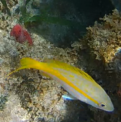 Ocyurus chrysurus