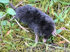 Talpa occidentalis