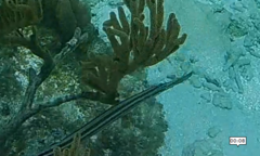 Aulostomus maculatus