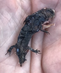 Ambystoma 'unisexual complex'