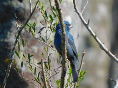 Cyanoloxia glaucocaerulea