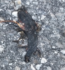 Ambystoma 'unisexual complex'