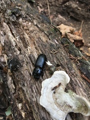 Odontotaenius
