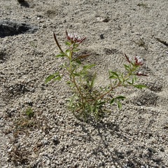 Polanisia dodecandra trachysperma
