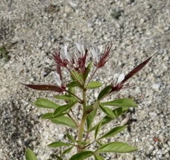 Polanisia dodecandra trachysperma