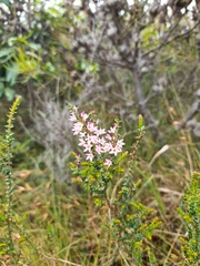 Epacris