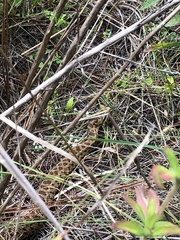 Crotalus armstrongi