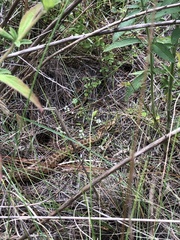 Crotalus armstrongi