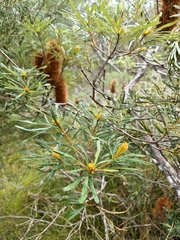 Banksia collina