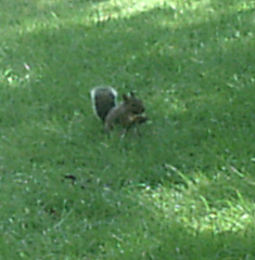 Sciurus carolinensis