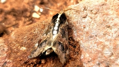 Sphingomorpha chlorea