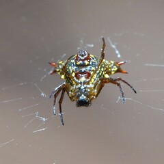 Micrathena lucasi