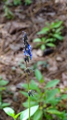 Salvia prunelloides