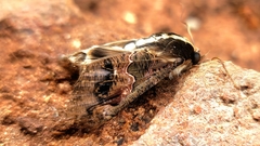 Sphingomorpha chlorea