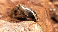 Sphingomorpha chlorea