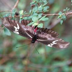 Heliconius hortense