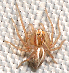 Oxyopes salticus