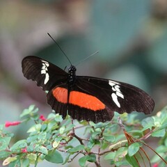 Heliconius hortense
