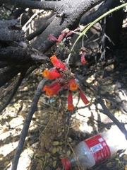 Eccremocarpus scaber